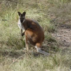 Notamacropus rufogriseus (Red-necked Wallaby) at QPRC LGA - 22 Nov 2023 by Paul4K