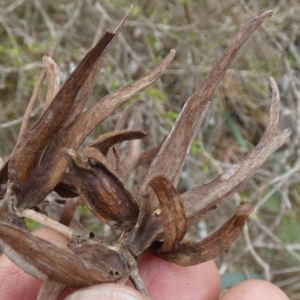 Terobiella sp. (genus) at QPRC LGA - suppressed