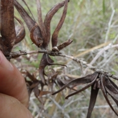 Terobiella sp. (genus) at QPRC LGA - suppressed