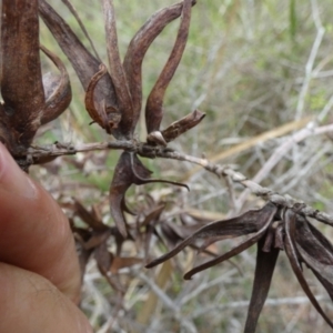 Terobiella sp. (genus) at QPRC LGA - suppressed