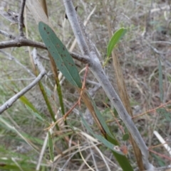 Terobiella sp. (genus) at QPRC LGA - suppressed