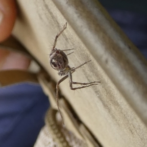 Oxyopes sp. (genus) at QPRC LGA - 22 Nov 2023