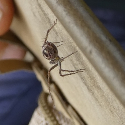 Oxyopes (genus) (Lynx spider) at Boro - 22 Nov 2023 by Paul4K