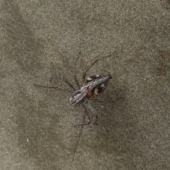 Oxyopes sp. (genus) at QPRC LGA - suppressed