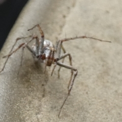 Oxyopes sp. (genus) at QPRC LGA - suppressed