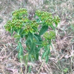 Euphorbia oblongata (Egg-leaf Spurge) at Mount Majura - 24 Nov 2023 by waltraud