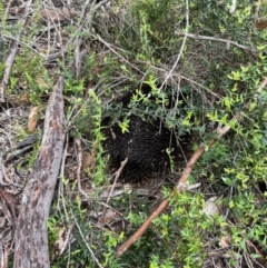 Tachyglossus aculeatus (Short-beaked Echidna) at Yanakie, VIC - 24 Nov 2023 by Louisab