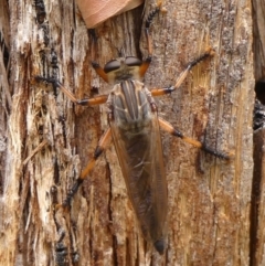 Neoaratus hercules (Herculean Robber Fly) at Woodlands - 21 Nov 2023 by Curiosity