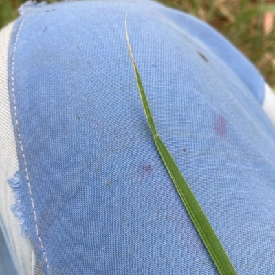 Nassella neesiana (Chilean Needlegrass) at Hackett, ACT - 24 Nov 2023 by waltraud