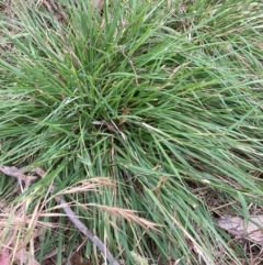 Nassella neesiana at Mount Majura - 24 Nov 2023