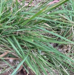 Nassella neesiana (Chilean Needlegrass) at Hackett, ACT - 24 Nov 2023 by waltraud