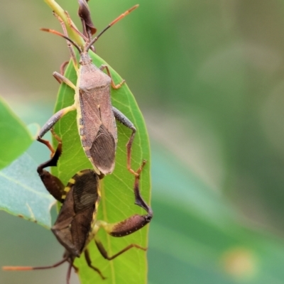 Amorbus alternatus (Eucalyptus Tip Bug) at Belvoir Park - 24 Nov 2023 by KylieWaldon