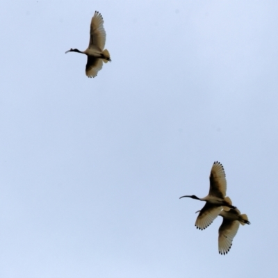 Threskiornis molucca (Australian White Ibis) at Wodonga - 24 Nov 2023 by KylieWaldon