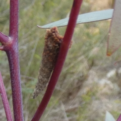 Psychidae (family) IMMATURE at Boro - 23 Nov 2023