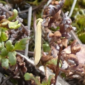 Oecophoridae (family) at QPRC LGA - suppressed