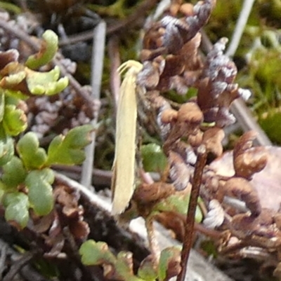 Oecophoridae (family) (Unidentified Oecophorid concealer moth) at Boro - 23 Nov 2023 by Paul4K