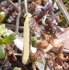 Oecophoridae (family) at QPRC LGA - 23 Nov 2023