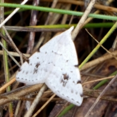 Dichromodes estigmaria (Pale Grey Heath Moth) at QPRC LGA - 23 Nov 2023 by Paul4K