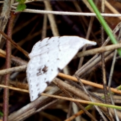 Dichromodes estigmaria at QPRC LGA - 24 Nov 2023