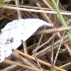 Dichromodes estigmaria at QPRC LGA - 24 Nov 2023