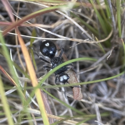 Bothriomutilla rugicollis (Mutillid wasp or velvet ant) at Tallong, NSW - 22 Nov 2023 by AJB
