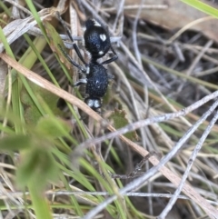 Bothriomutilla rugicollis at Tallong, NSW - 22 Nov 2023