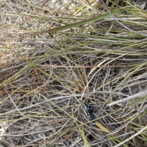 Bothriomutilla rugicollis at Tallong, NSW - 22 Nov 2023