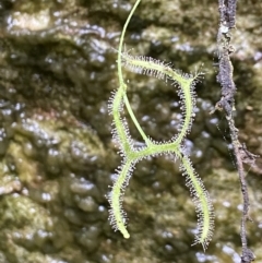 Drosera binata (Forked Sundew) at Wingecarribee Local Government Area - 23 Nov 2023 by AJB