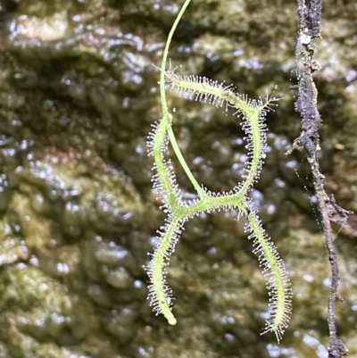 Drosera binata (Forked Sundew) at Wingecarribee Local Government Area - 23 Nov 2023 by AJB