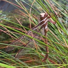 Austrophlebia costalis (Southern Giant Darner) at Robertson - 23 Nov 2023 by AJB