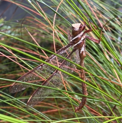 Austrophlebia costalis (Southern Giant Darner) at Robertson - 22 Nov 2023 by AJB