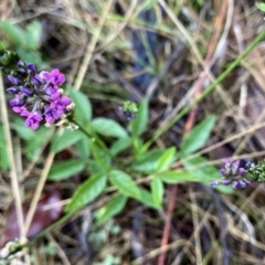 Cullen microcephalum (Dusky Scurf-pea) at Wandiyali-Environa Conservation Area - 25 Nov 2023 by Wandiyali