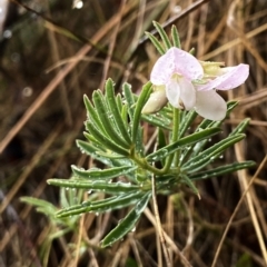 Lotus australis (Austral Trefoil) at Wandiyali-Environa Conservation Area - 25 Nov 2023 by Wandiyali