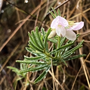 Lotus australis at QPRC LGA - 25 Nov 2023