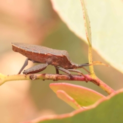 Amorbus sp. (genus) (Eucalyptus Tip bug) at Black Mountain - 23 Nov 2023 by ConBoekel