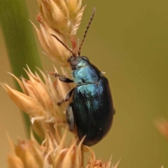 Arsipoda sp. (genus) (A flea beetle) at Black Mountain - 23 Nov 2023 by ConBoekel