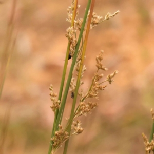 Arsipoda sp. (genus) at Black Mountain - 23 Nov 2023