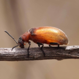 Ecnolagria grandis at Black Mountain - 23 Nov 2023 10:47 AM