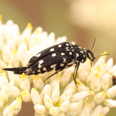 Mordella dumbrelli (Dumbrell's Pintail Beetle) at Canberra Central, ACT - 23 Nov 2023 by ConBoekel