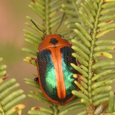 Calomela curtisi (Acacia leaf beetle) at Canberra Central, ACT - 23 Nov 2023 by ConBoekel