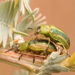 Calomela parilis at Black Mountain - 23 Nov 2023 12:24 PM