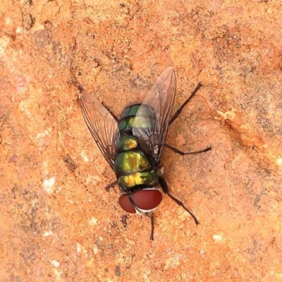 Rutilia (Chrysorutilia) sp. (genus & subgenus) (A Bristle Fly) at Canberra Central, ACT - 23 Nov 2023 by ConBoekel