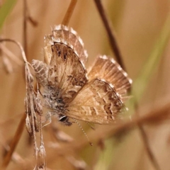 Neolucia agricola (Fringed Heath-blue) at Black Mountain - 23 Nov 2023 by ConBoekel