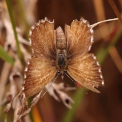 Neolucia agricola at Black Mountain - 23 Nov 2023