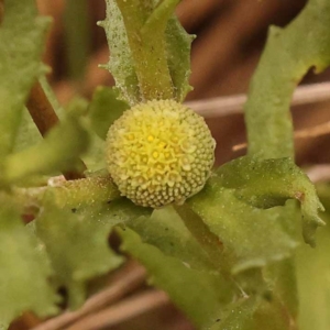 Centipeda cunninghamii at Point 5816 - 23 Nov 2023