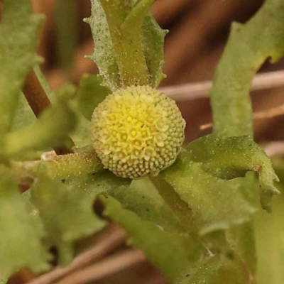 Centipeda cunninghamii (Common Sneezeweed) at Canberra Central, ACT - 23 Nov 2023 by ConBoekel