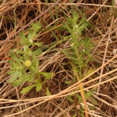 Centipeda cunninghamii at Point 5816 - 23 Nov 2023