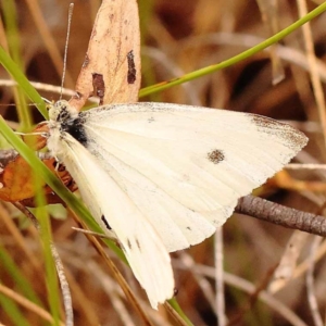 Pieris rapae at Point 60 - 23 Nov 2023 11:56 AM