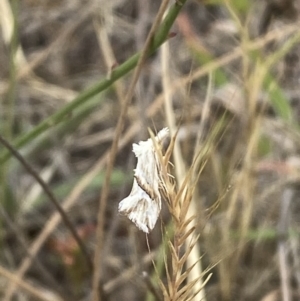 Heliocosma argyroleuca at Kama - 24 Nov 2023