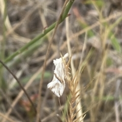 Heliocosma argyroleuca at Kama - 24 Nov 2023